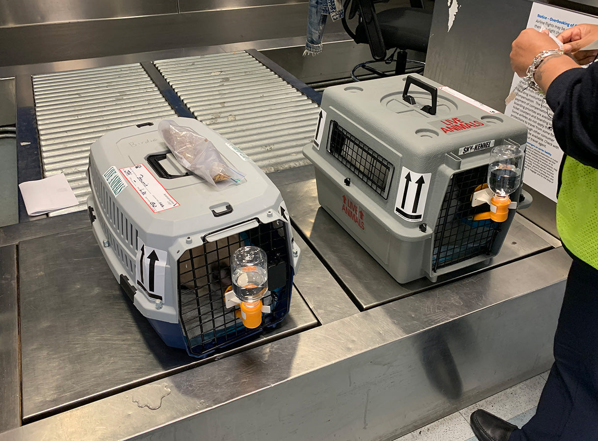 How to travel with your cats from NYC to LA in pet cargo