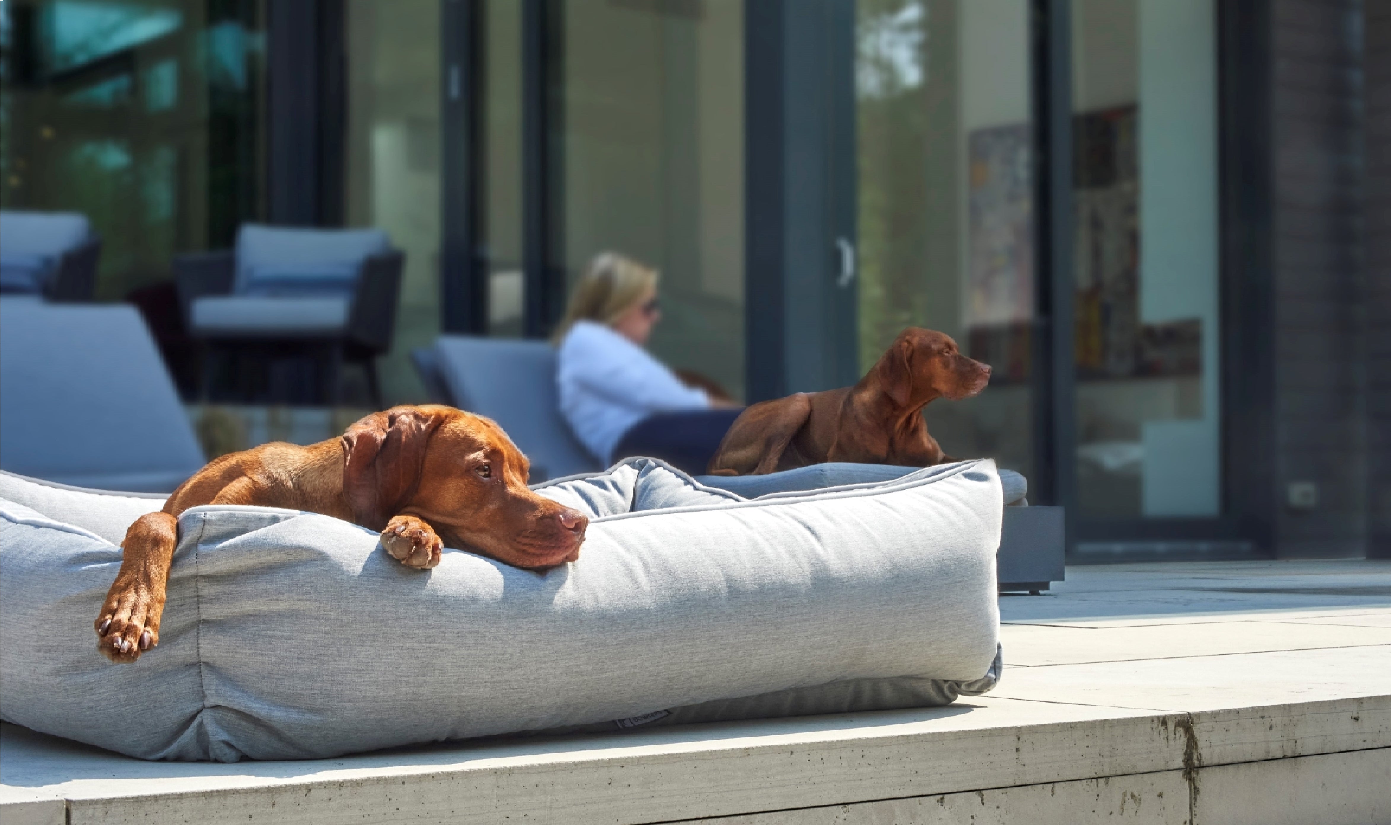 Extra Large Luxury Dog Beds