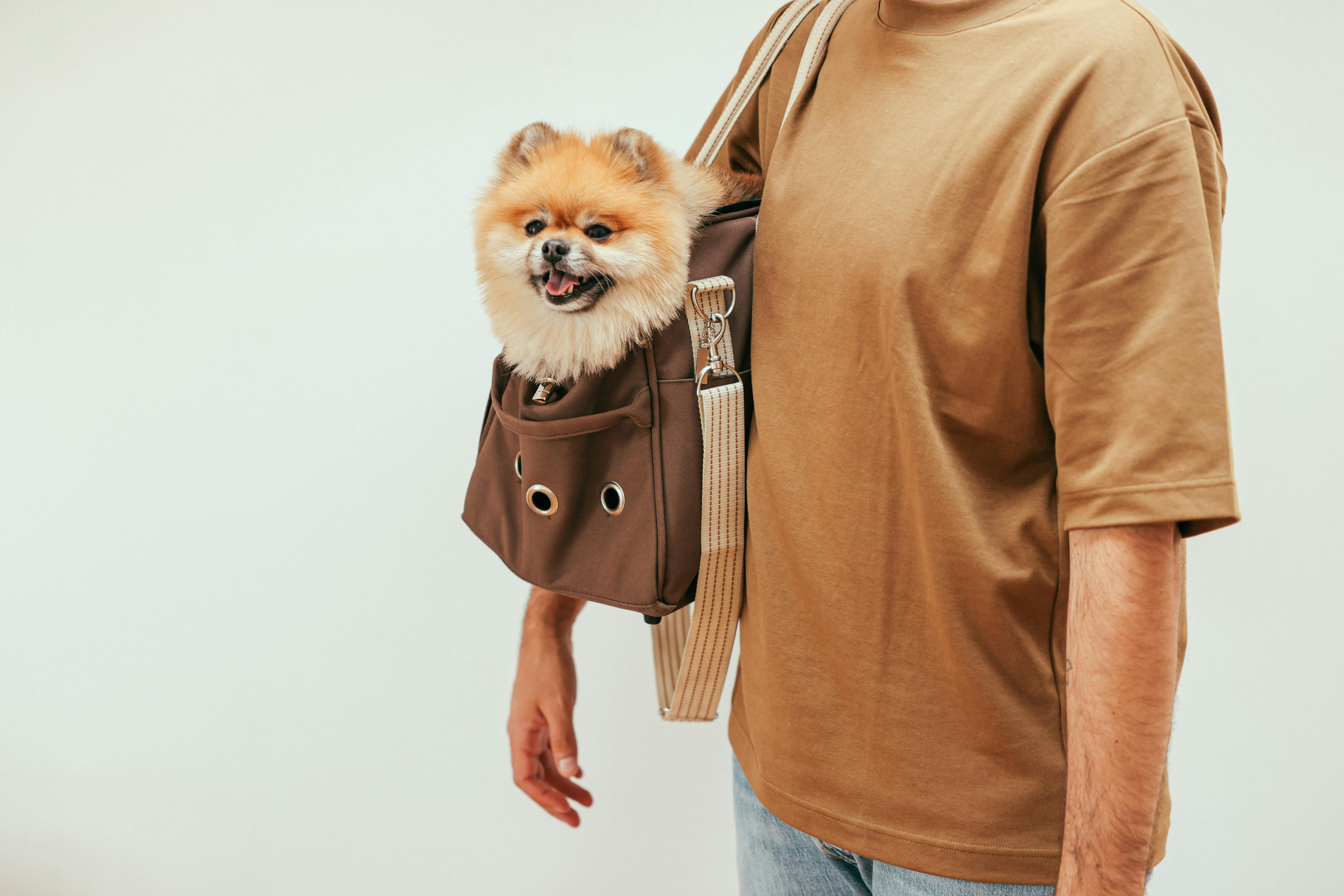best dog carrier bags backpacks