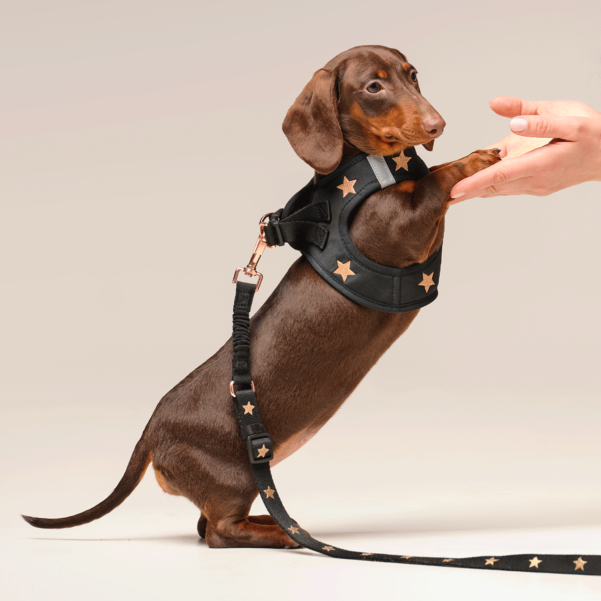 Dachshund in the Rockstar star harness