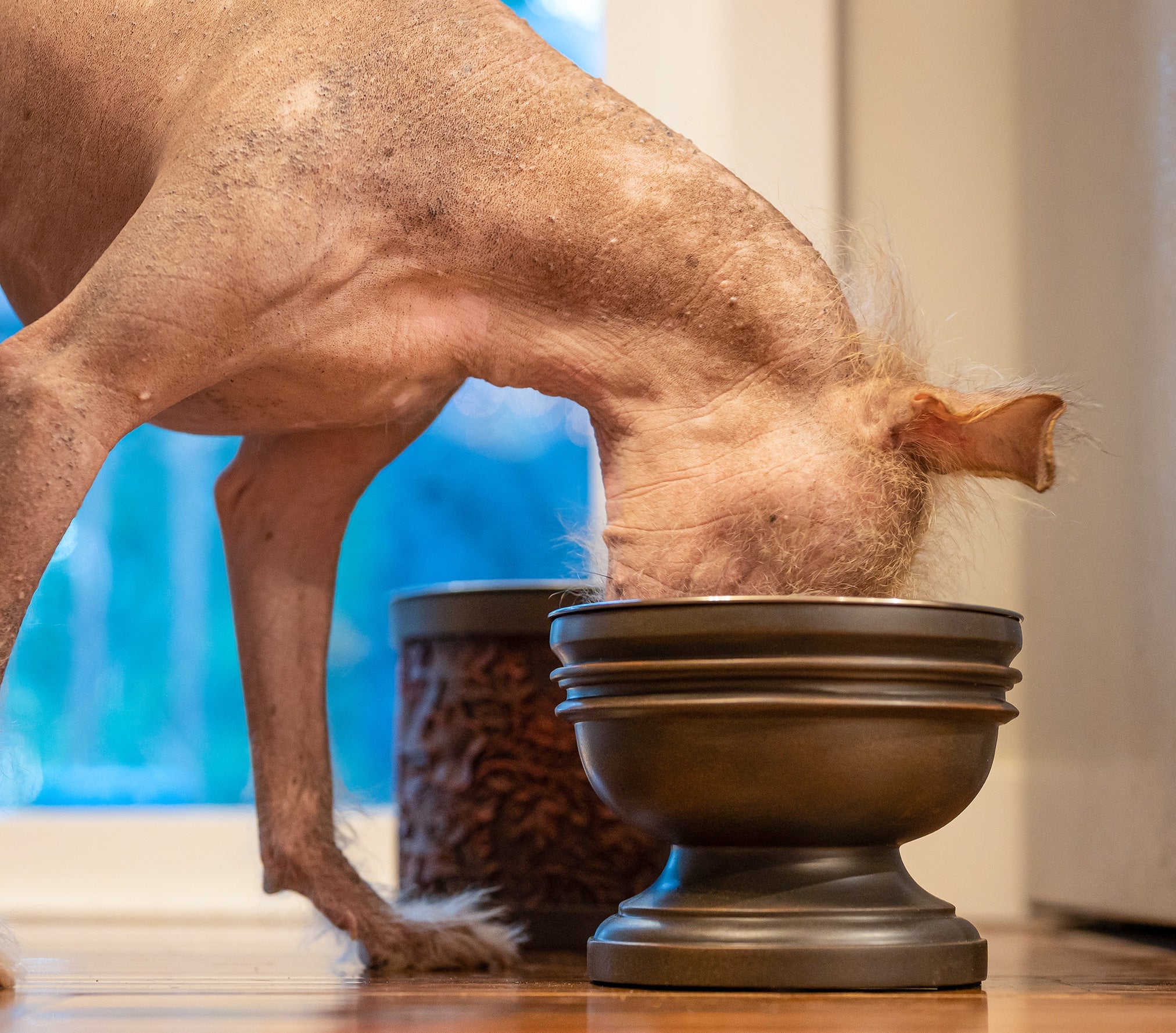 Chalice Style Summit Elevated Pet Bowl for Dogs & Cats