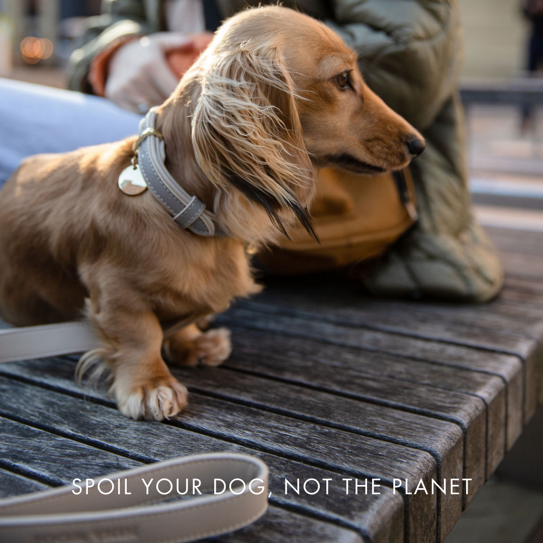 Dog Leash 4ft - Vegan Leather - London