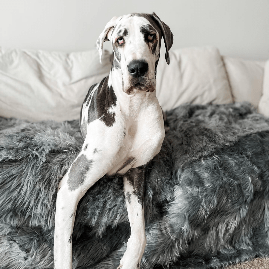 PupProtector waterproof dog blanket in charcoal grey, photo 10