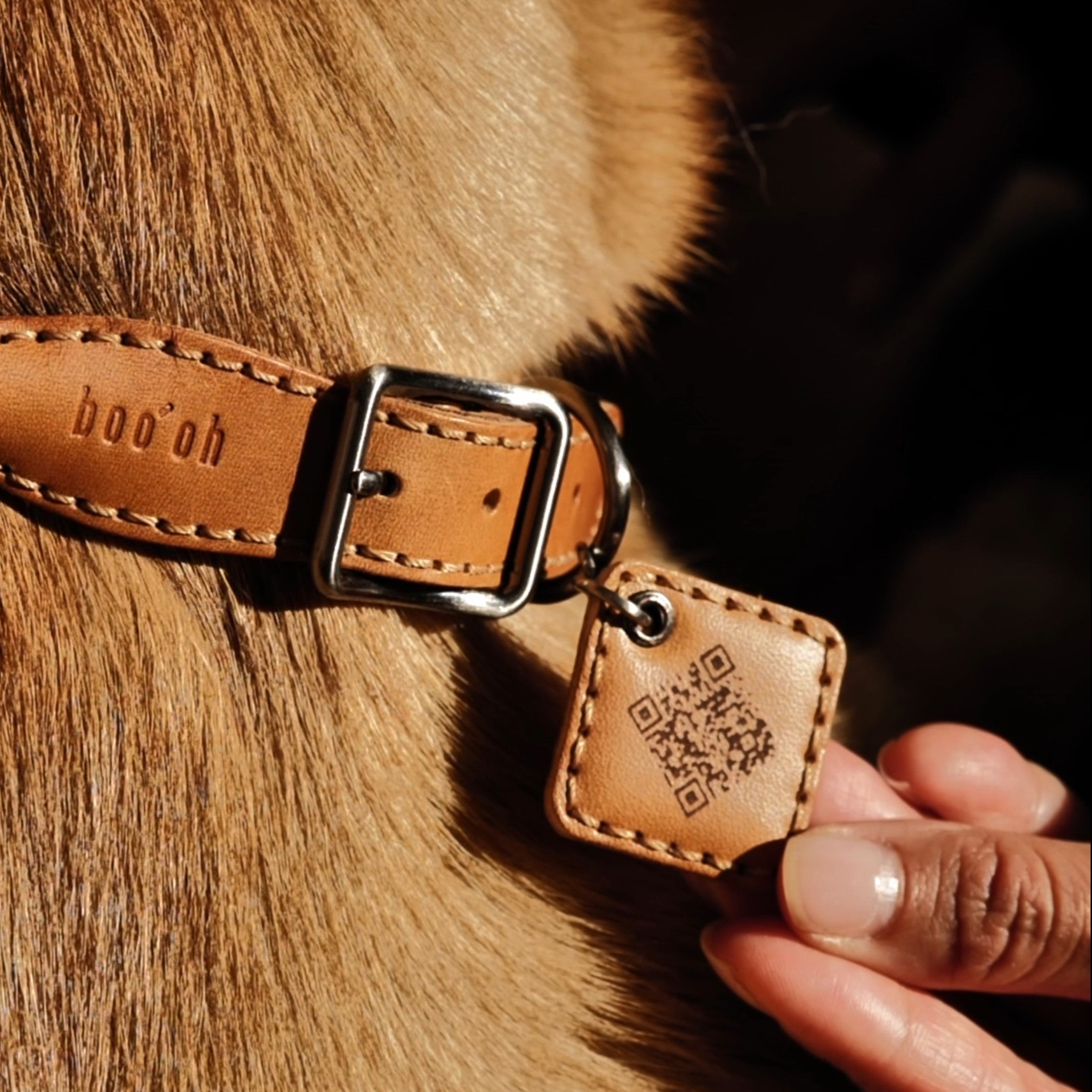 Close-up of a brown leather dog collar with a tag on a dog's neck.