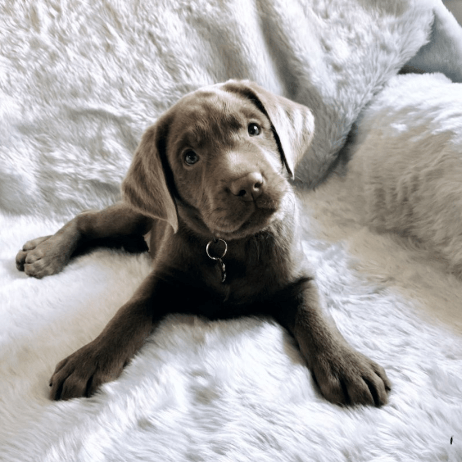 Puppy on a protective pet blanket looking soft and warm