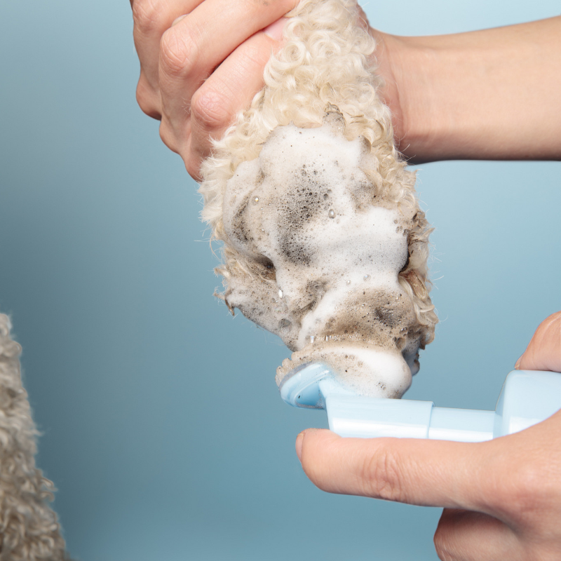 Dog owner holding a paw cleansing with a thick layer of foam against a blue background