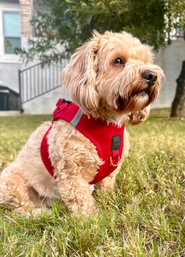 No-Pull SoHo Small Dog Harness - Iconic Red