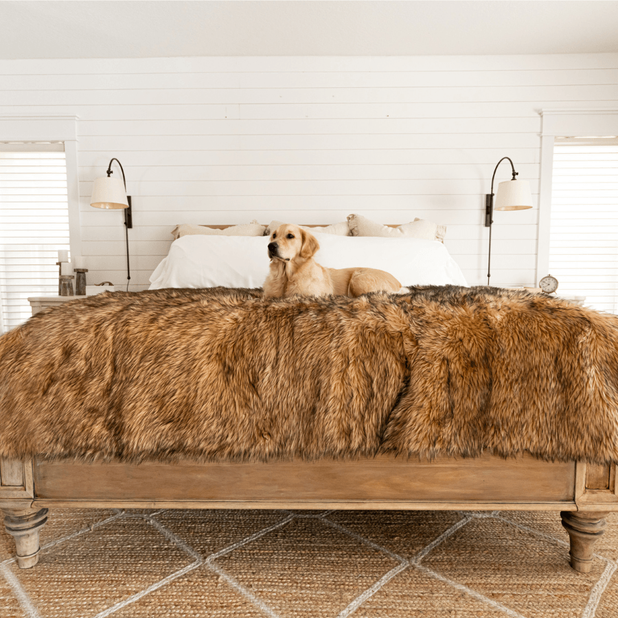 Golden retriever on a large bed with protective fur pet blanket