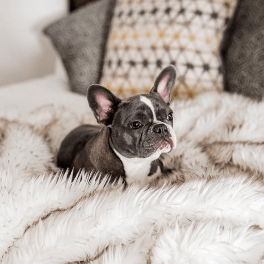 PupProtector waterproof dog blanket in white with brown accents, photo 15