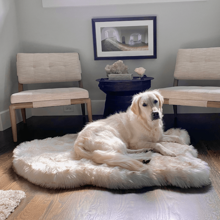 Golden retriever on a beautiful white orthopedic large dog bed as a rug