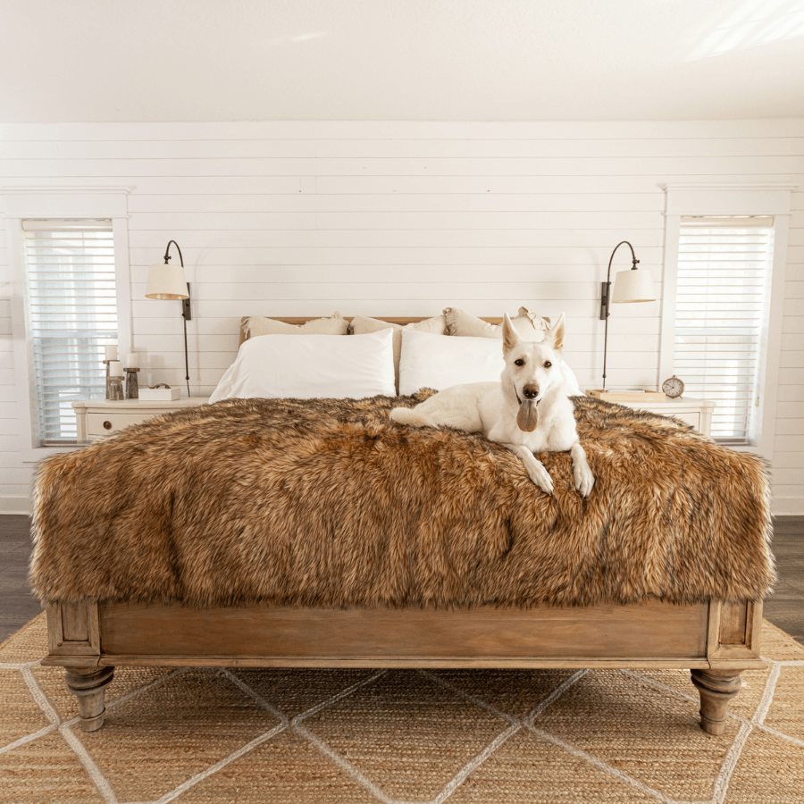 Large dingo dog on a bed with a pet blanket to protect bed