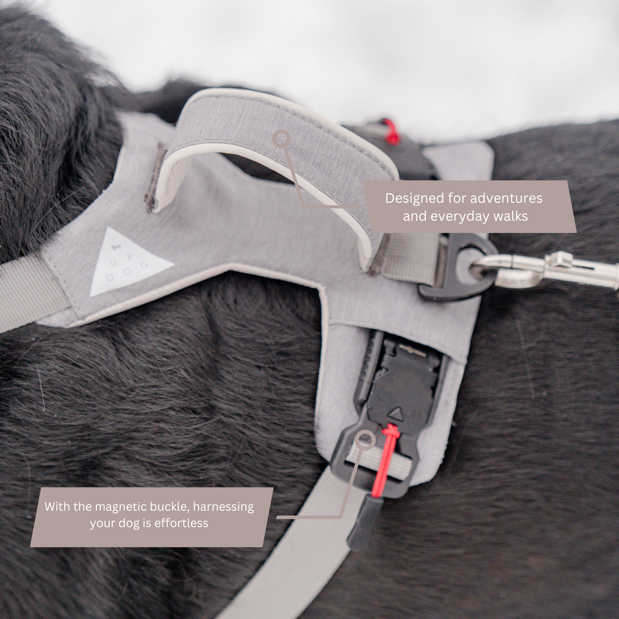 Dog harness with magnetic buckle on a dog, labeled for adventures and everyday walks.