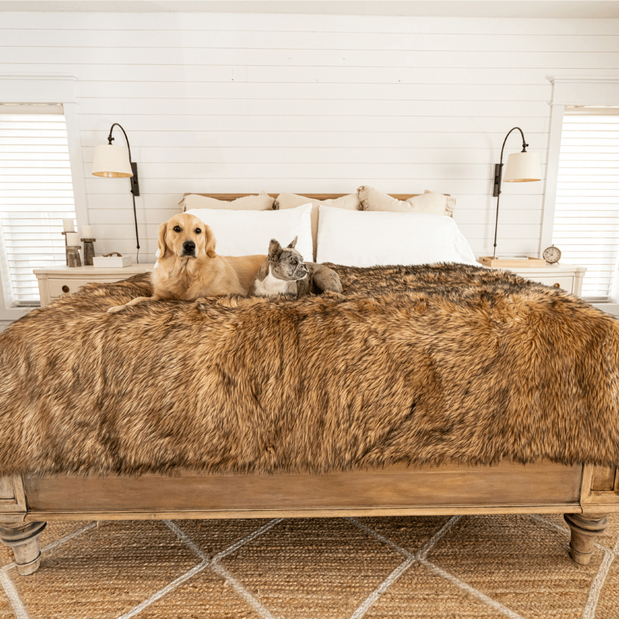Retriever breed big dog and a frenchie dog lying on a bed with a fur pet blanket
