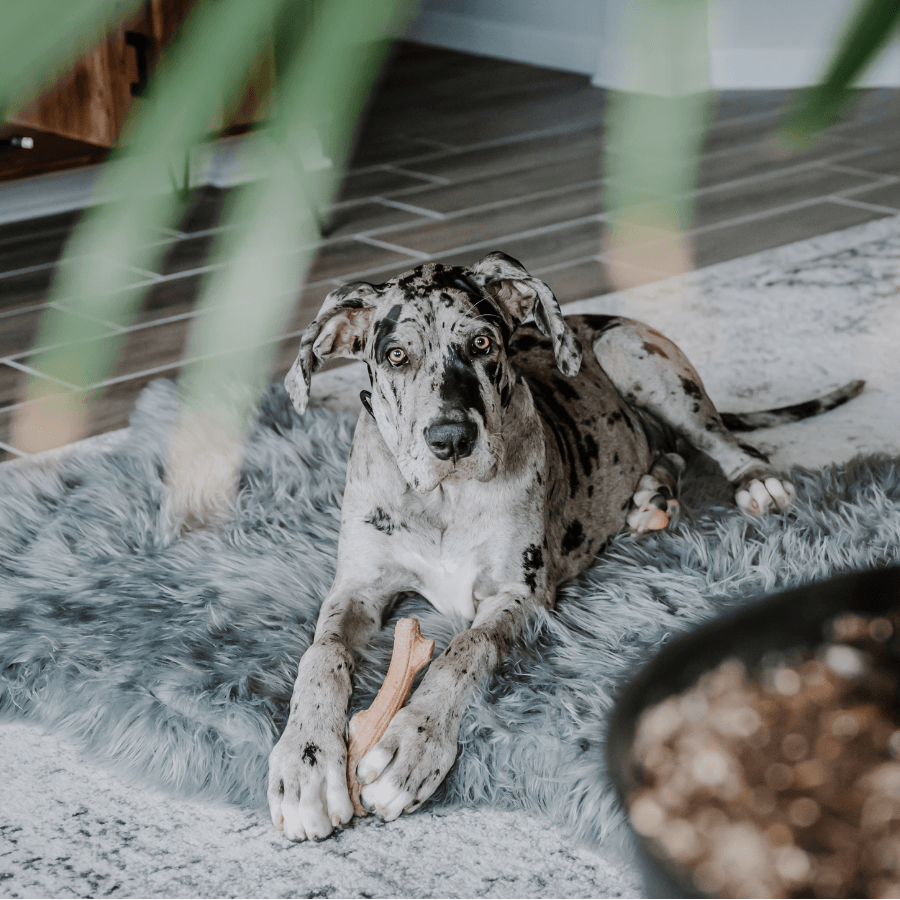 PupRug faux fur orthopedic dog bed in charcoal grey, photo 14