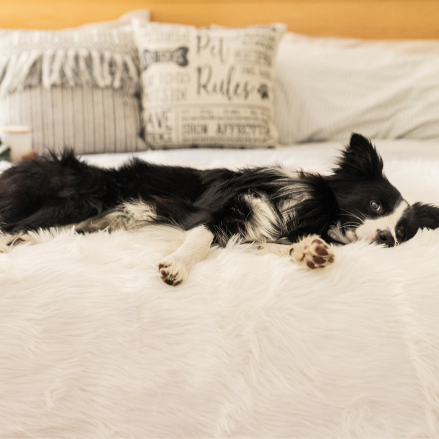 PupProtector waterproof dog blanket in polar white, photo 10