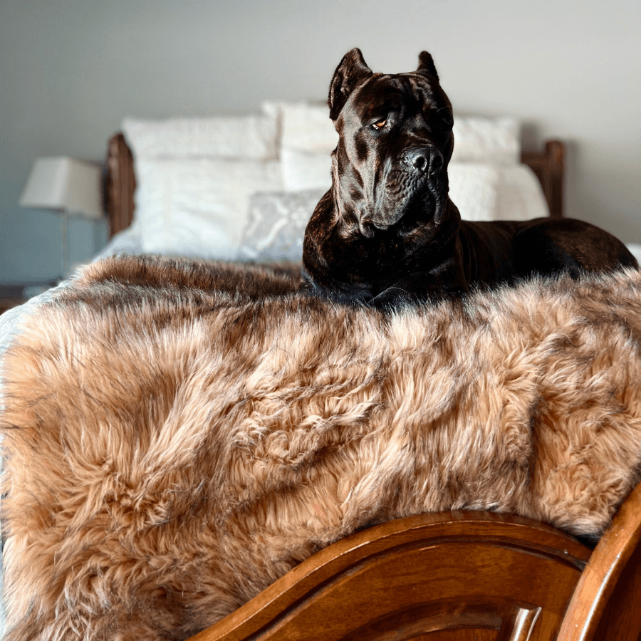 Large dog lying on a fluffy pet blanket on a bed with a wooden chair in the foreground.