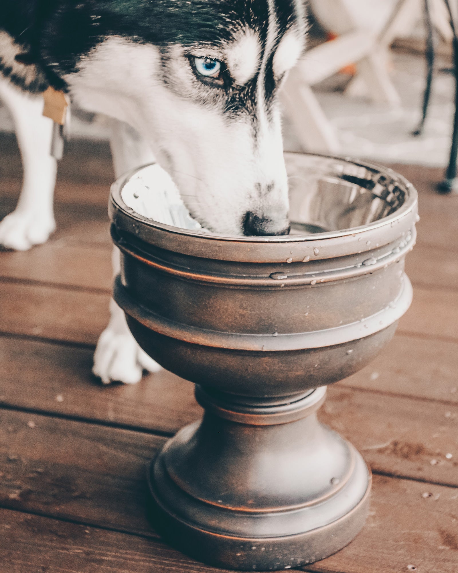 Chalice Style Summit Elevated Pet Bowl for Dogs & Cats