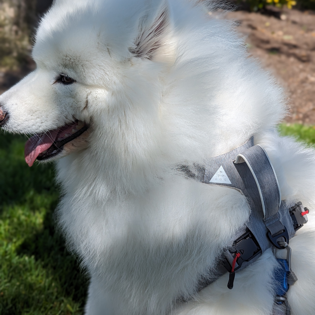 White dog wearing a harness on a grassy area