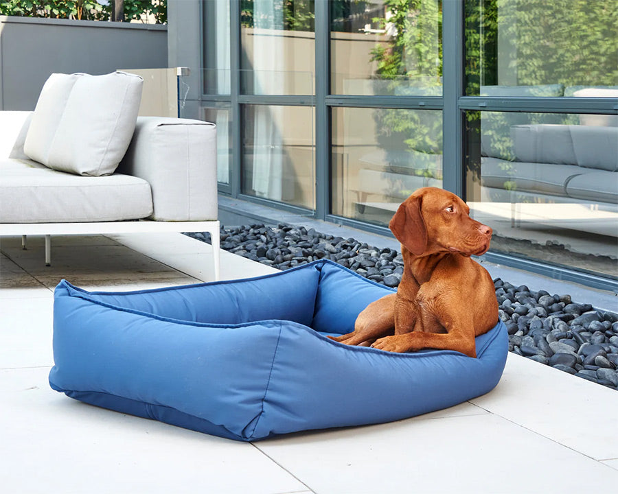 Vizsla large size dog lounging on an outdoor bed with removable blue cover.