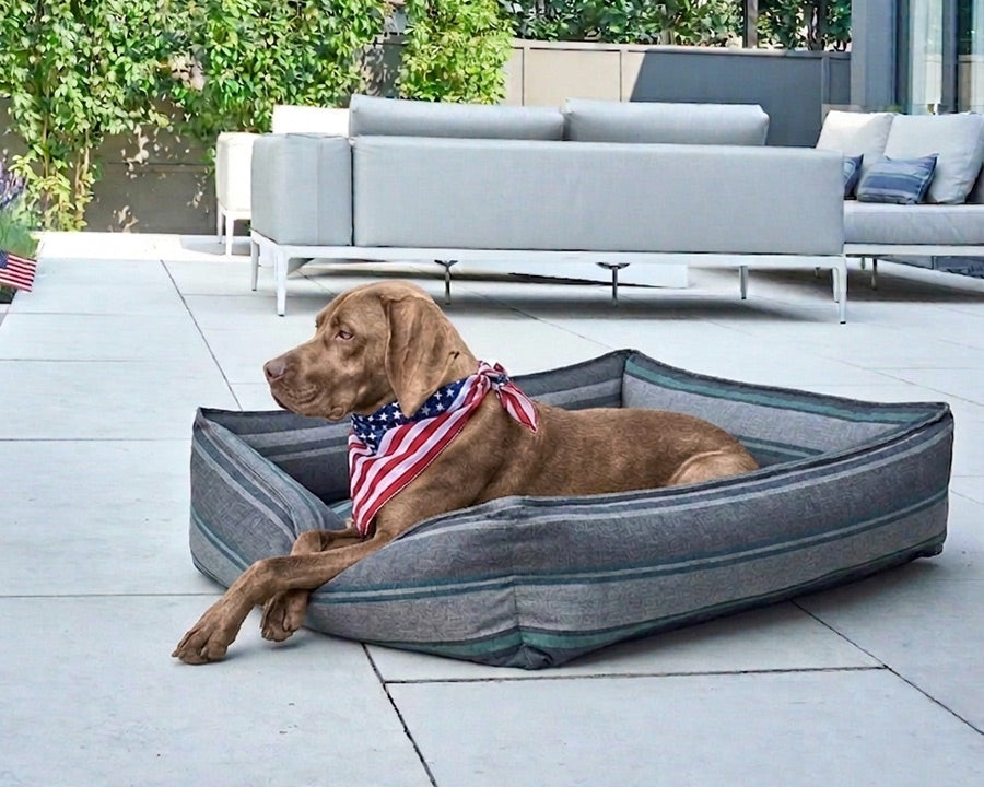 Large size vizsla breed lounging by the pool on an outdoor patio dog bed