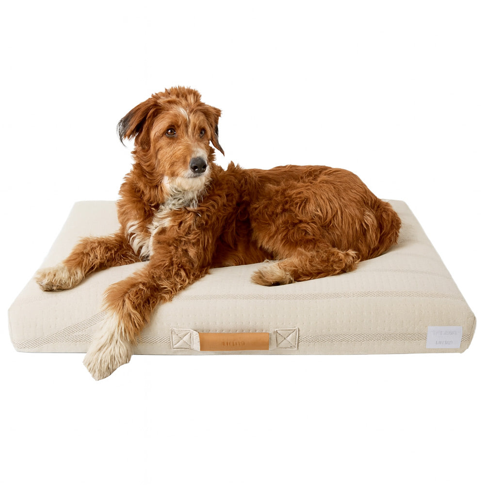 Large Terrier Dog on a Brigette Romanek Designer Dog Bed Beige