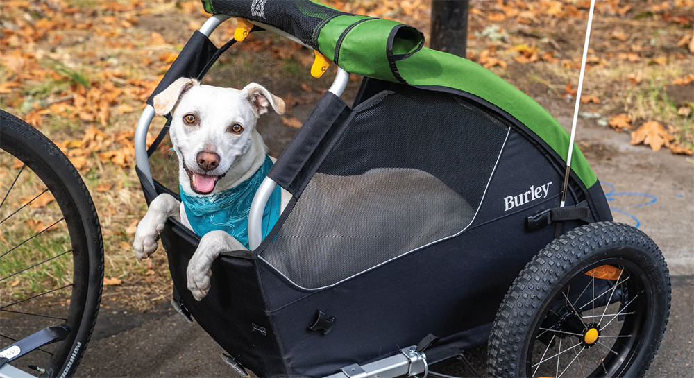 Dog in a green and black Burley bike trailer on a path