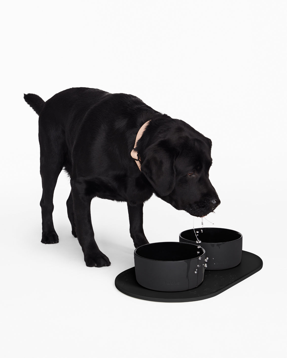 Black Labrador large dog drinking from a black ceramic dog bowl on a white background
