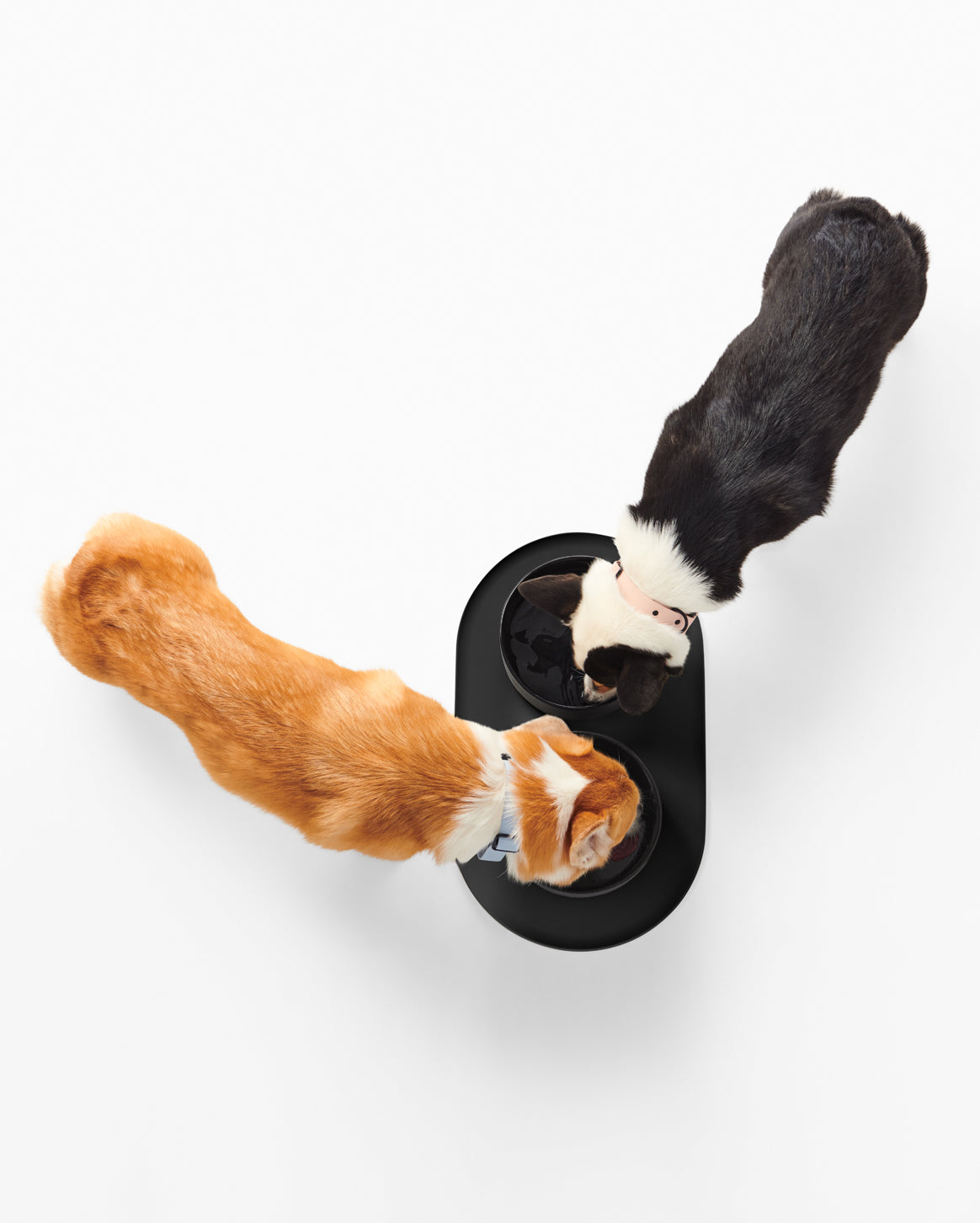 Two large dogs using a dual dog feeder on a white background