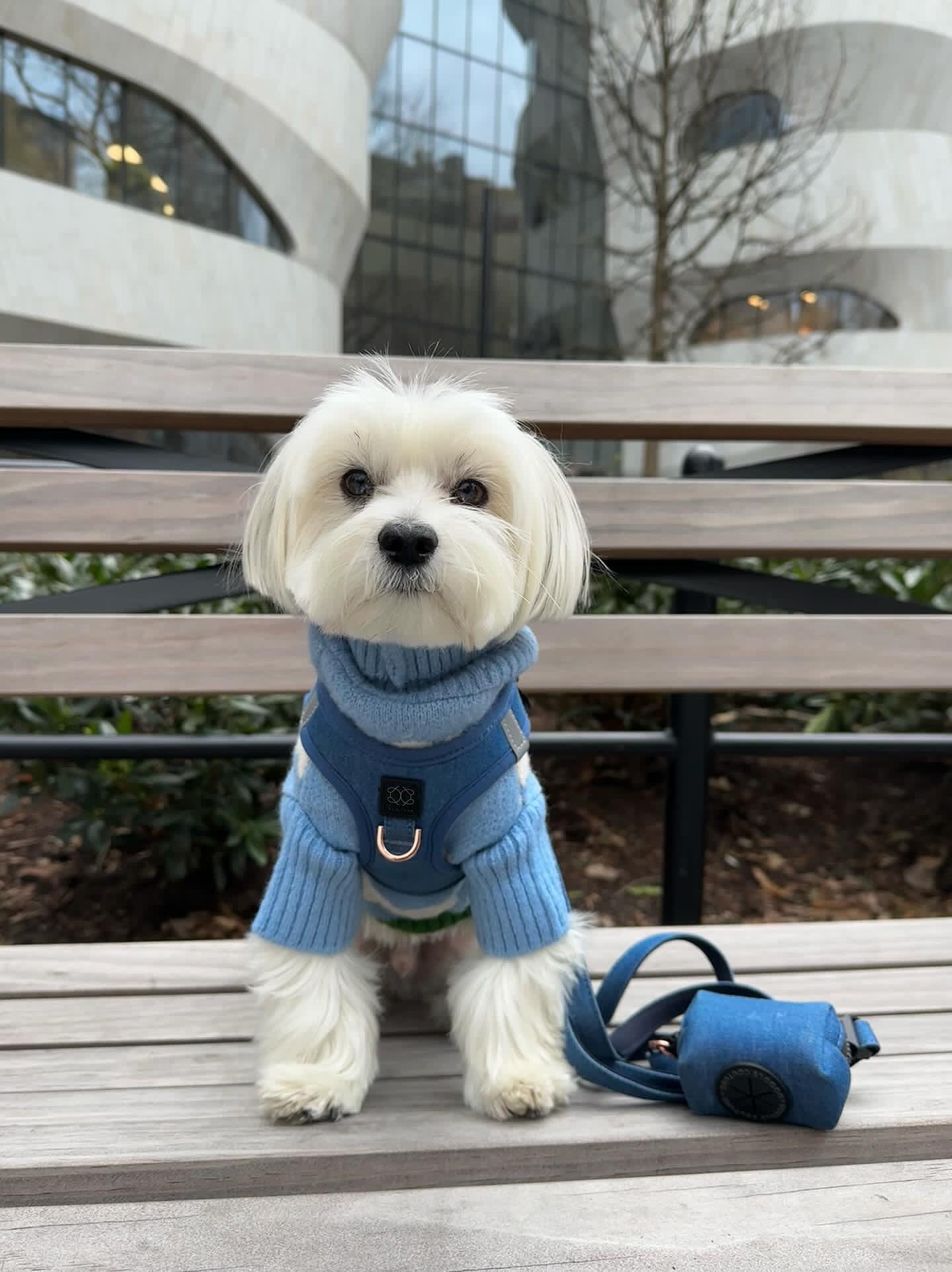 Small white dog wearing a blue sweater and harness sitting on a bench.