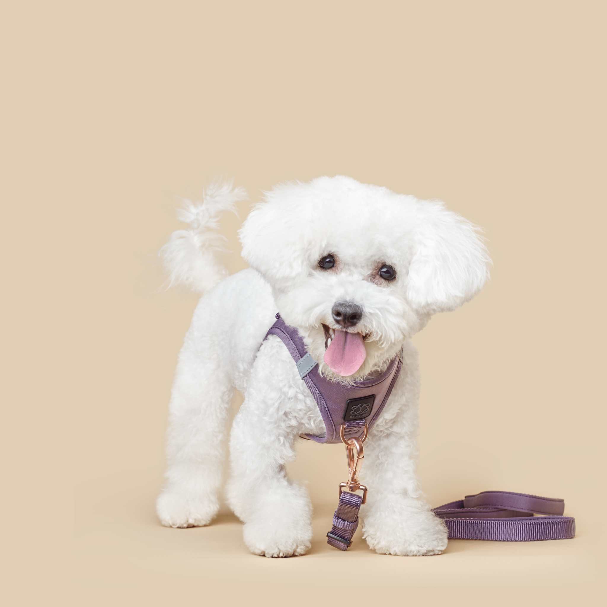 Hands-Free Small Dog Leash - City Lilac Gray
