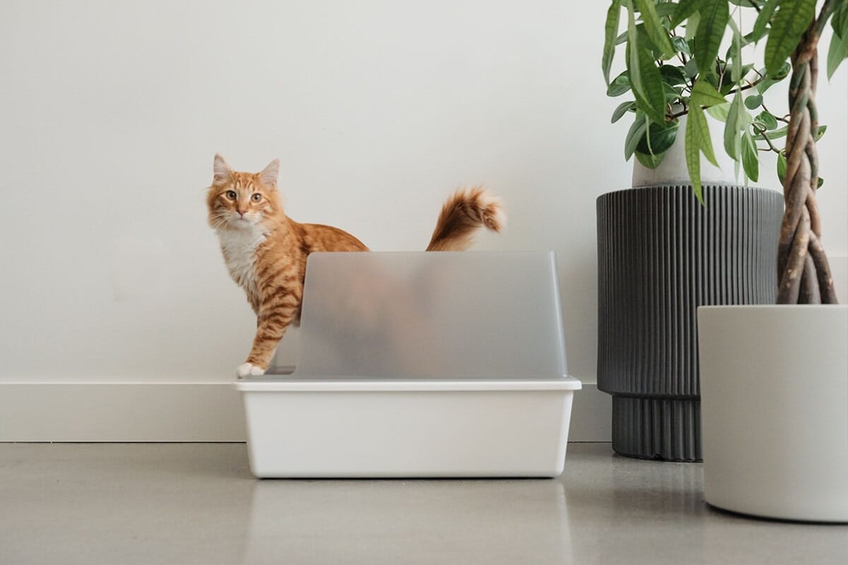 Cute Aesthetic Cubby Litter Box