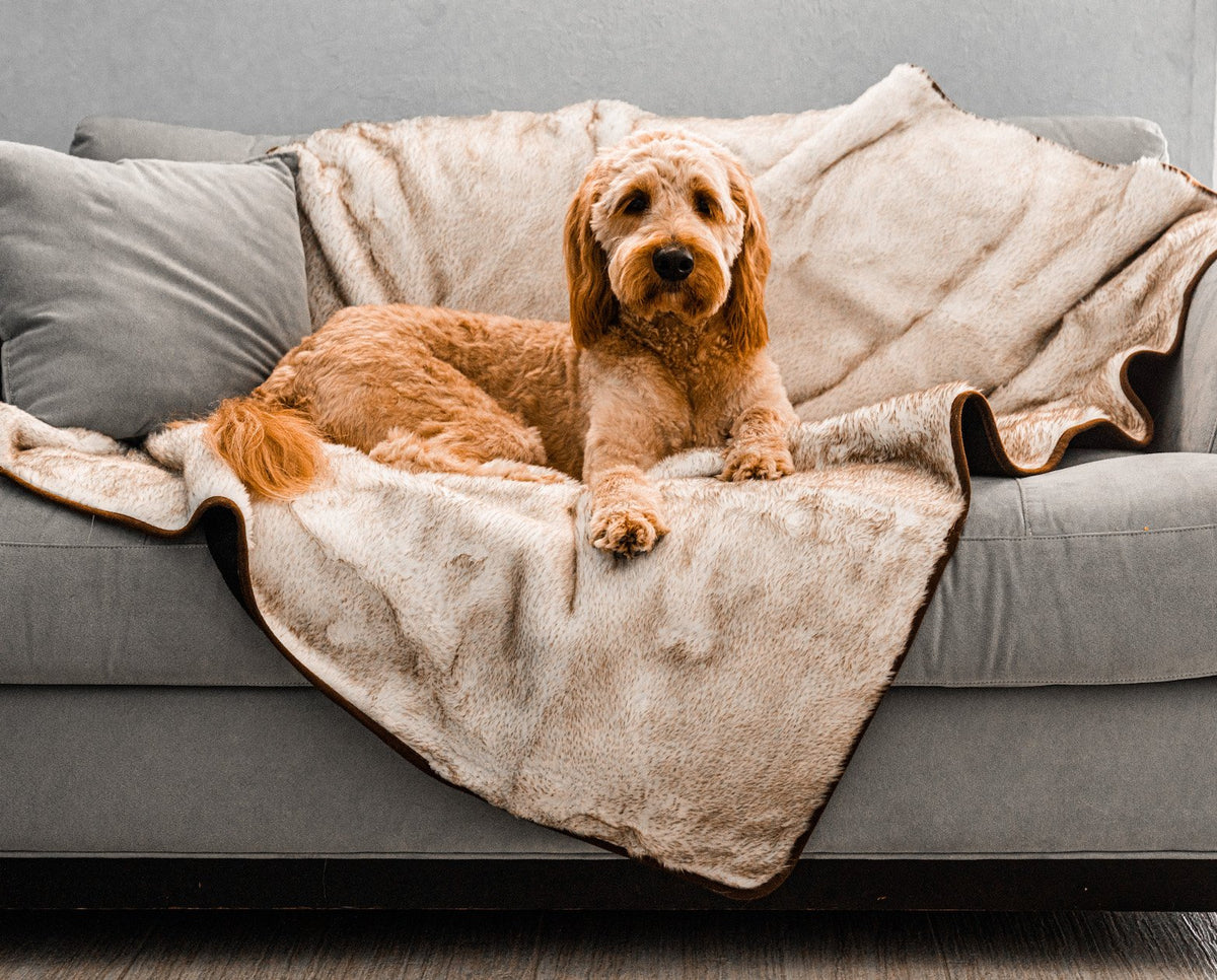 PupProtector summer short fur waterproof dog blanket in white with brown accents, photo 2