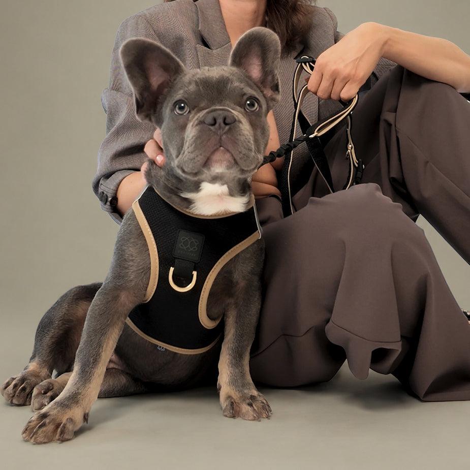 French bulldog in the Crosby harness sitting with its owner