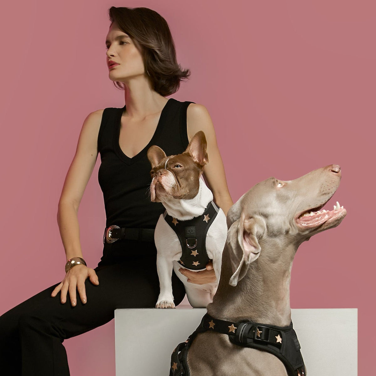 Two dogs in Rockstar harnesses with their owner