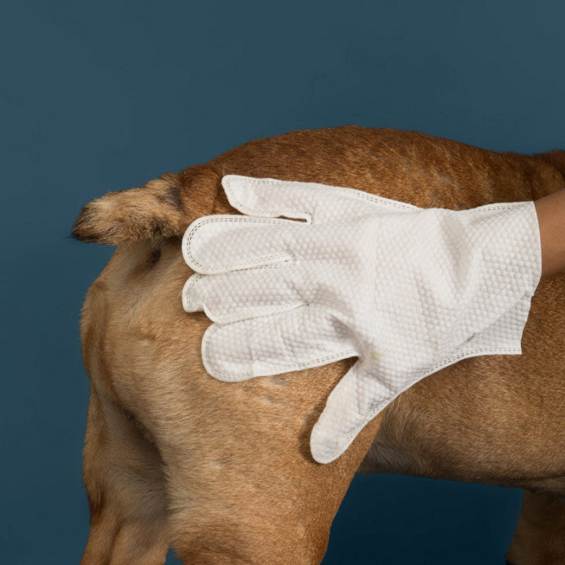 White glove being used on a brown dog's back to clean
