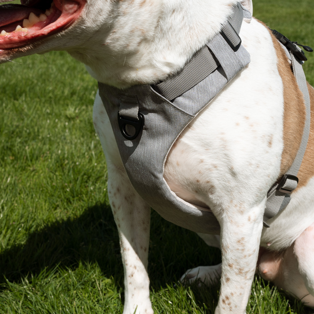 No-Pull Magnetic Dog Harness