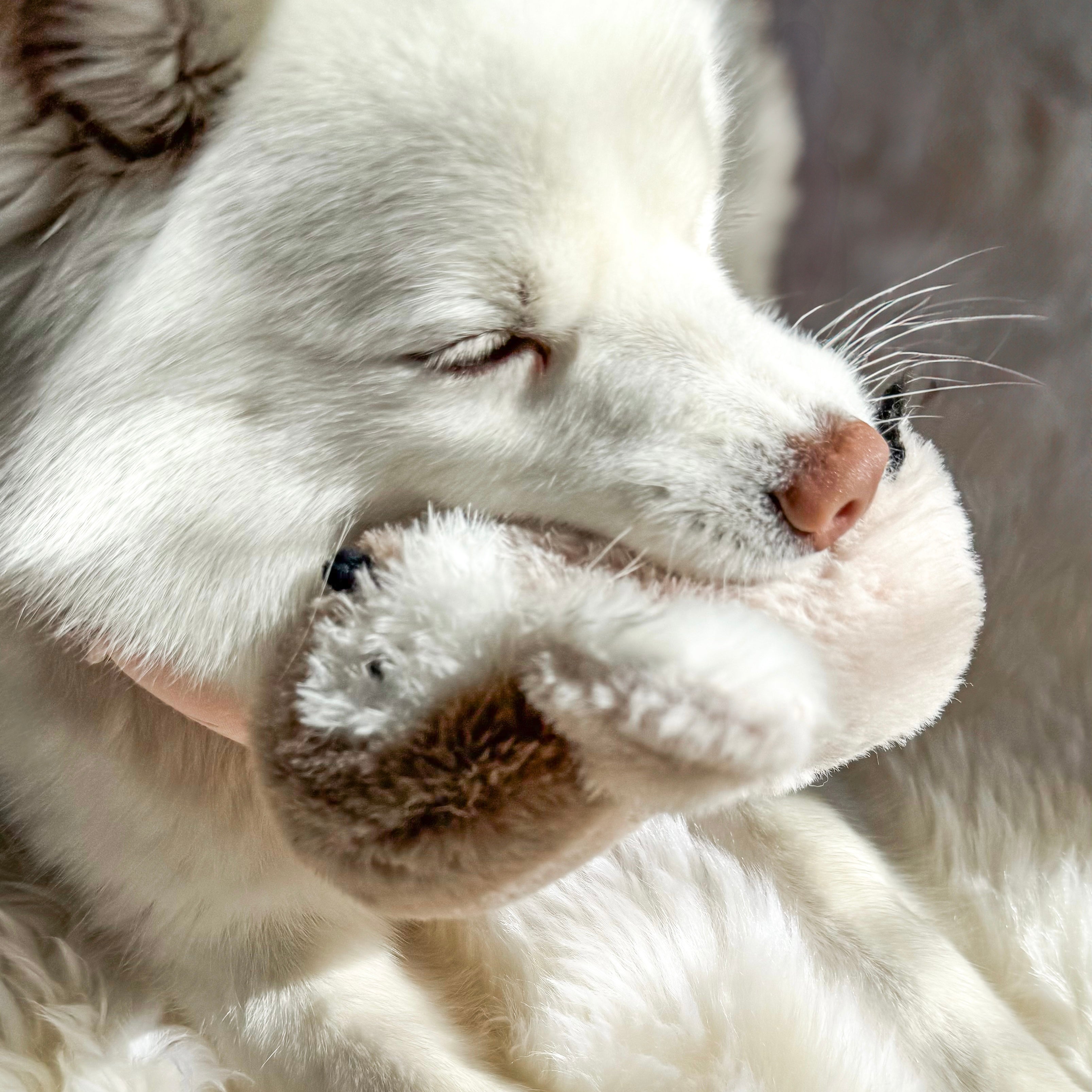 Pegy Mini Plushie Dog Toy | Perfect Puppy Gift