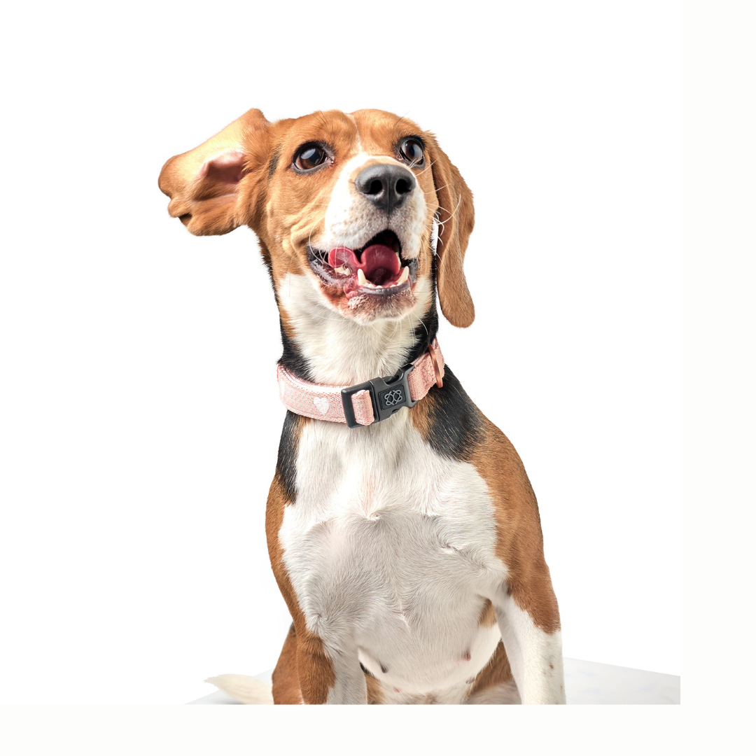 Female dog wearing a pink collar on a white background