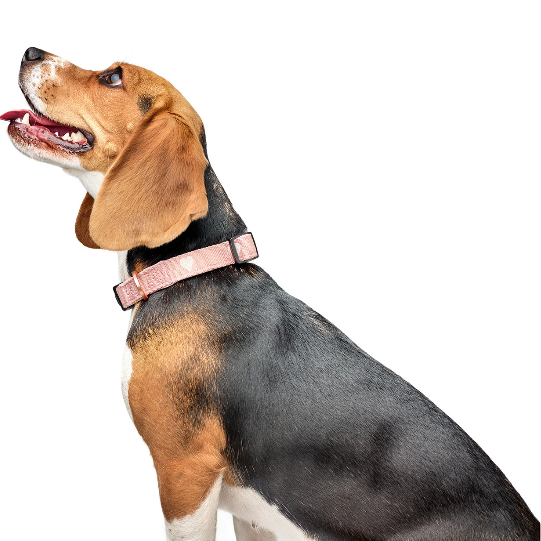 Female dog wearing a pink collar on a white background