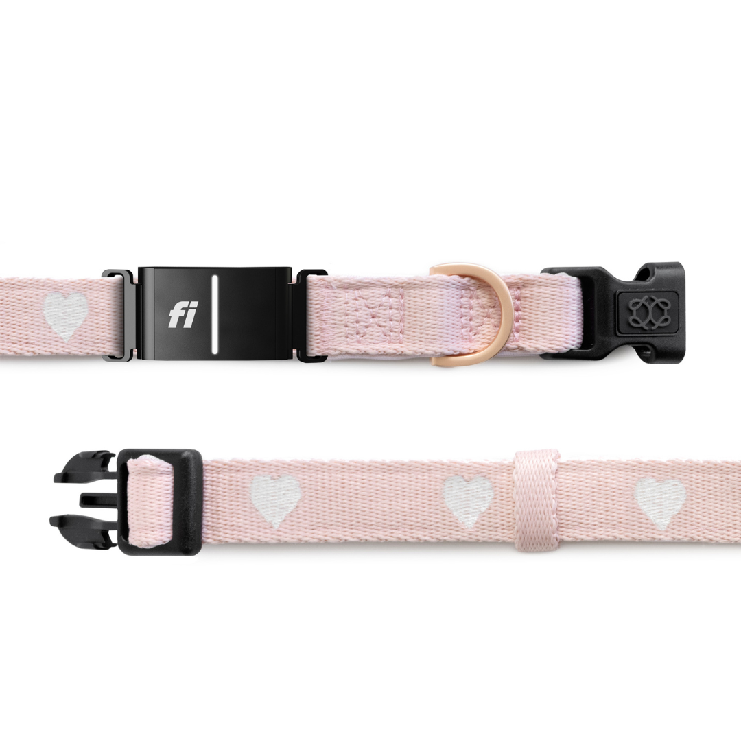 Two pink dog collars with heart patterns and black buckles on a white background.