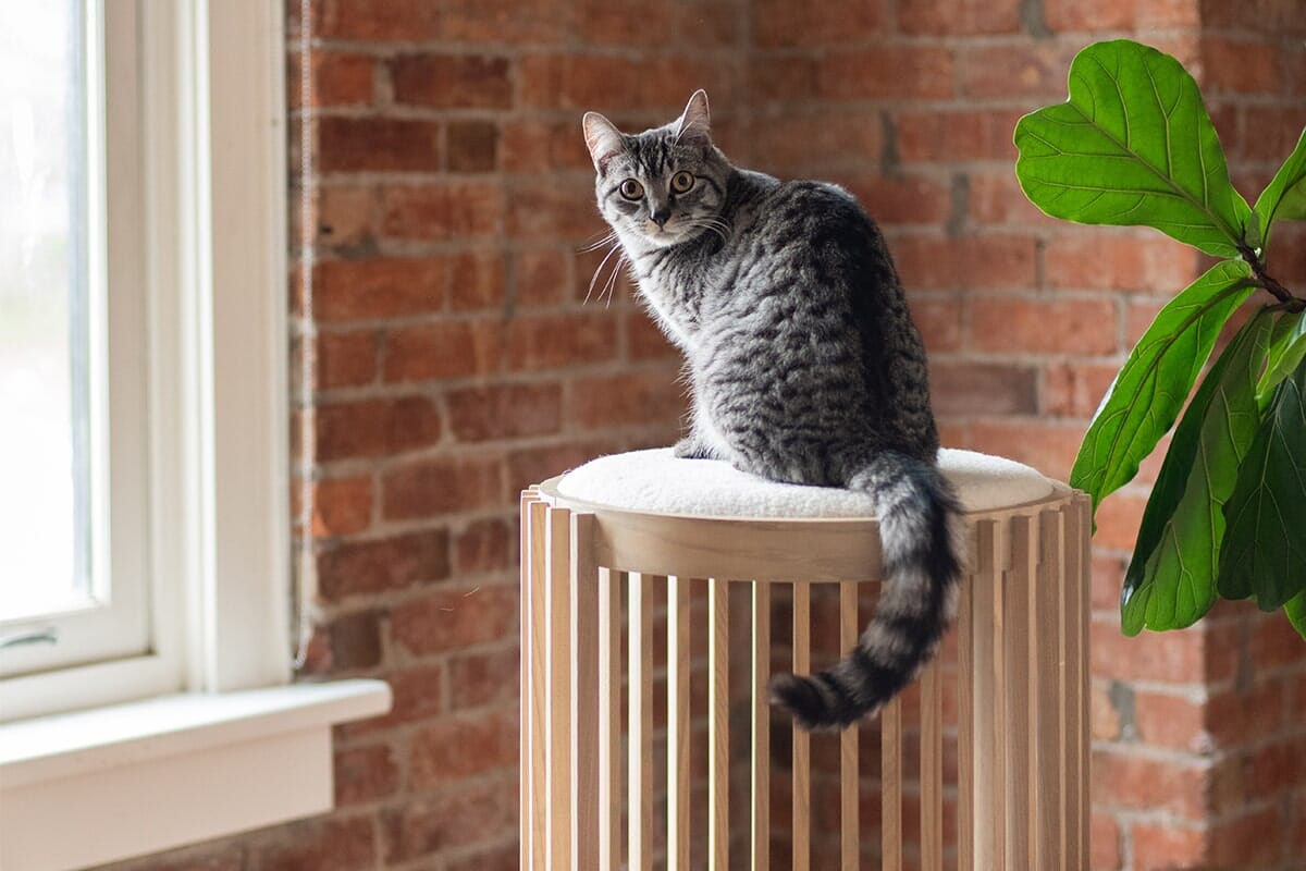 Mid-Century Modern Cat Tower & High Bed