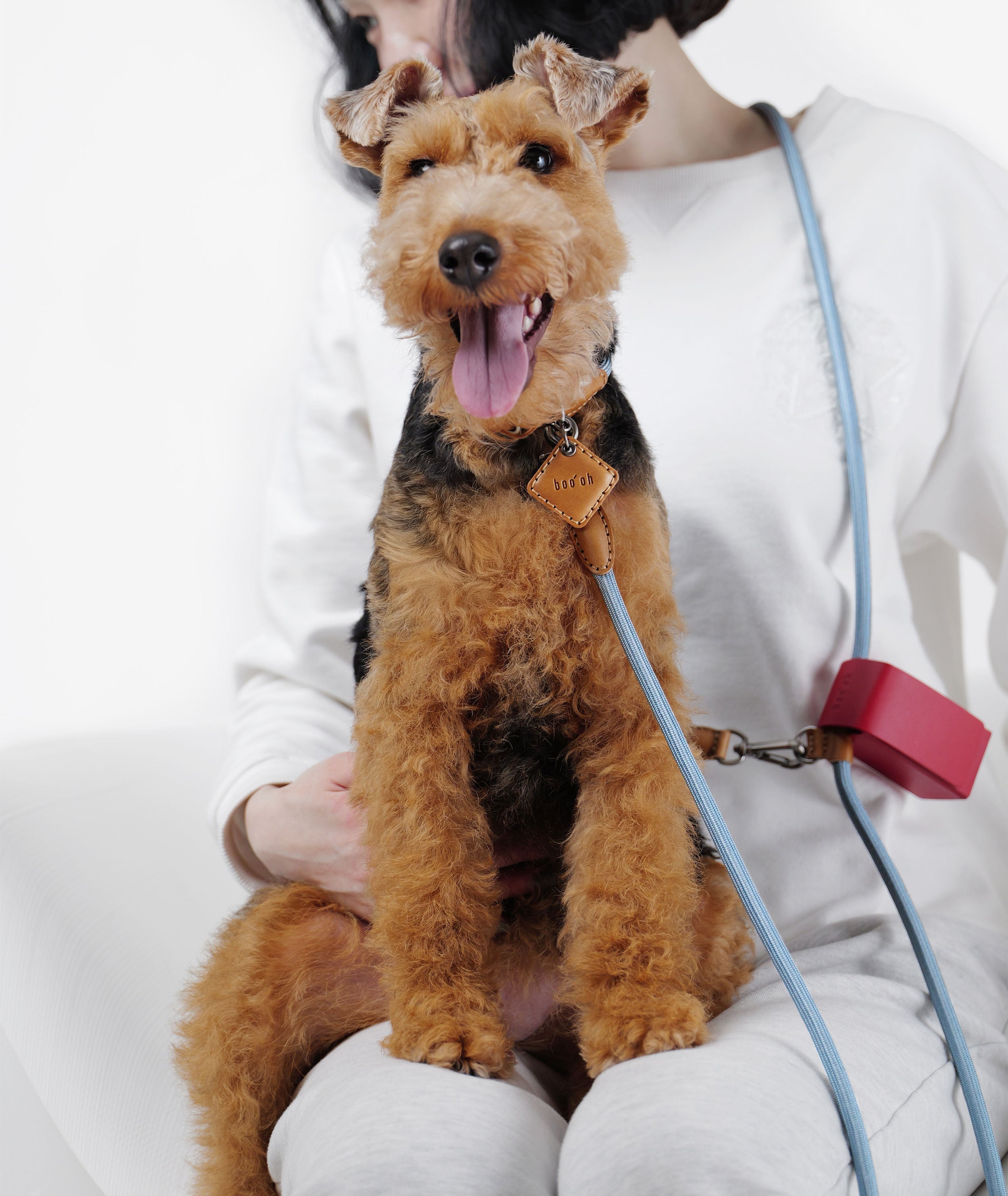 Dog sitting on a person's lap with a stylish blue leash wearing a collar with a tag.