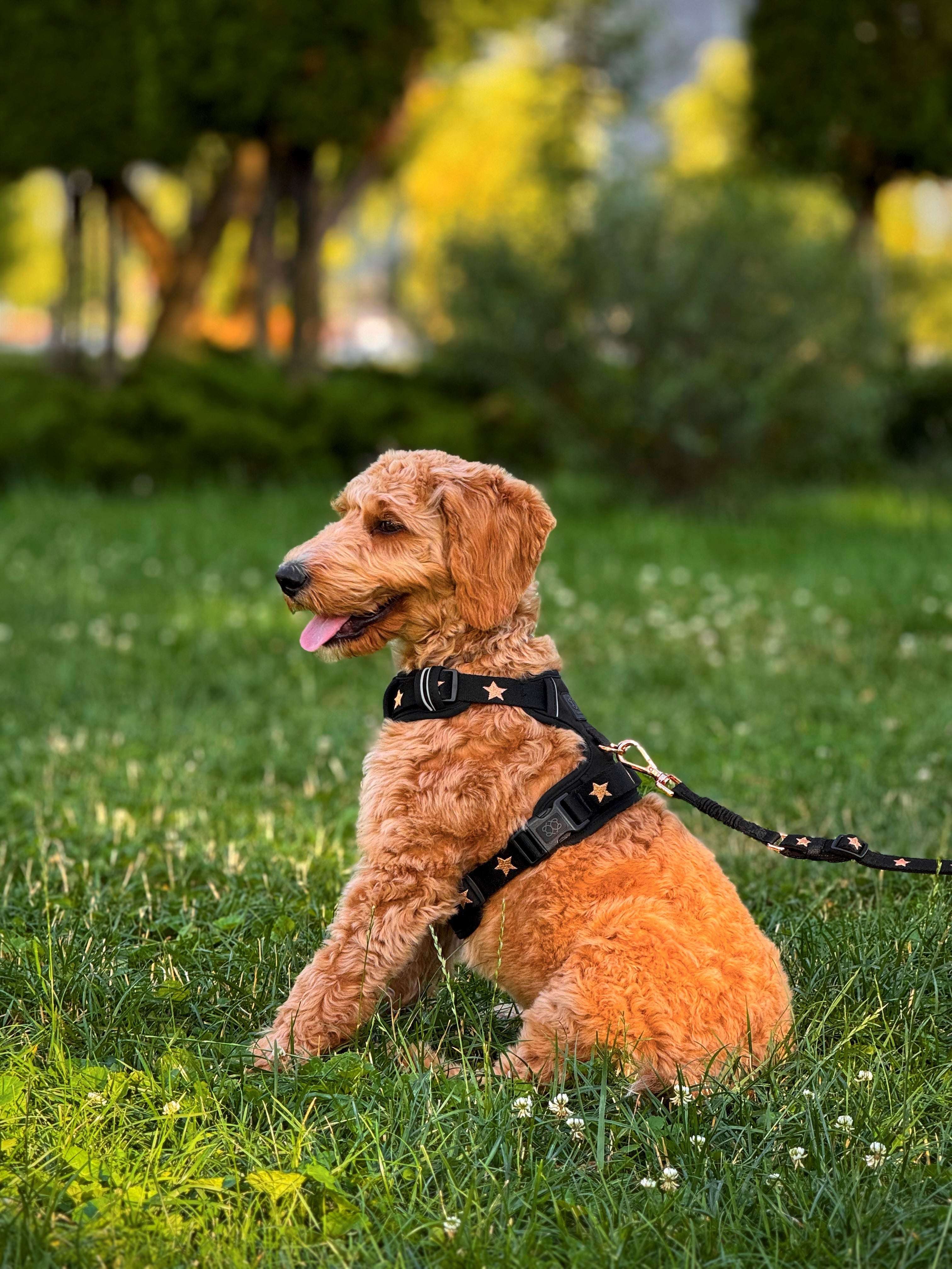 The NoMad Adjustable Luxe Dog Harness | Rockstar