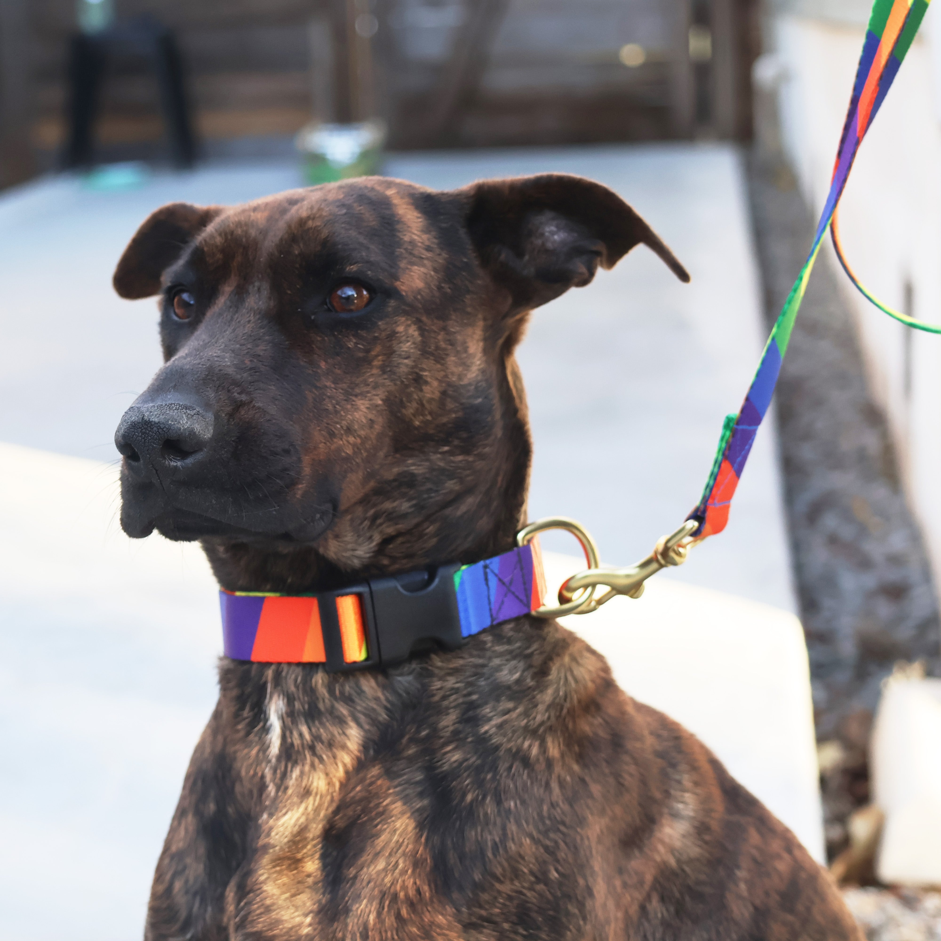 Classic snap collar For Dogs with Leopard & Rainbow Prints