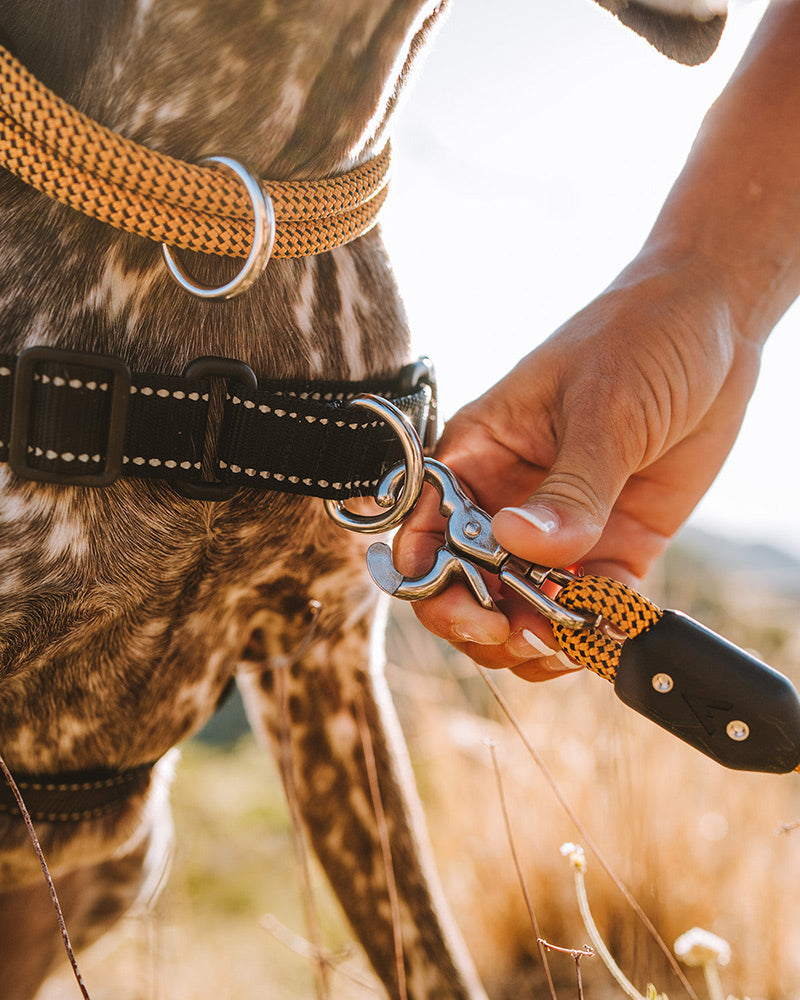 Lifetime Indestructible Dog Leash 5ft - 8ft