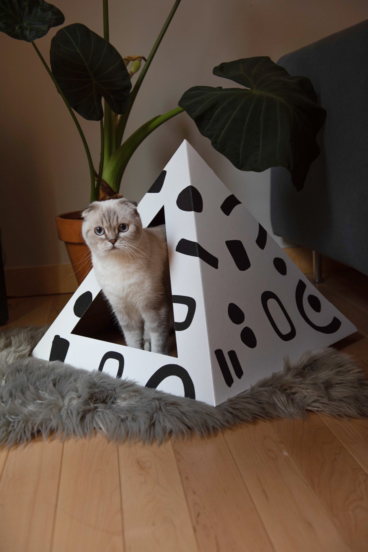 Cat sitting inside a geometric black and white cat house on a wooden floor with a plant in the background.