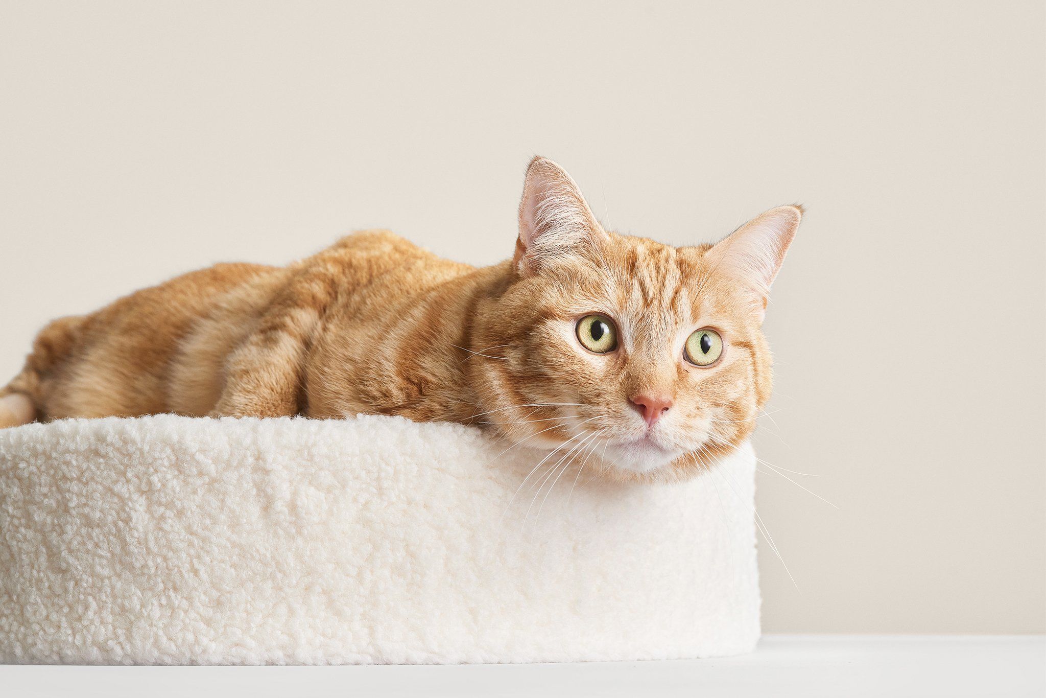 Kip Cat Cushion Bed | Tuft & Paw