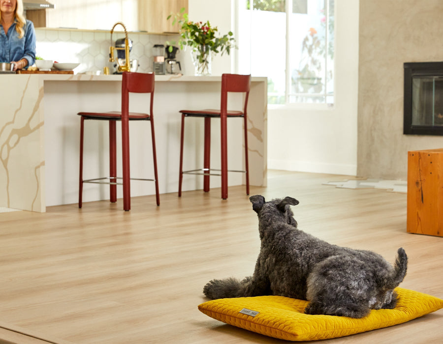 Dog sitting on a yellow cushion in a kitchen