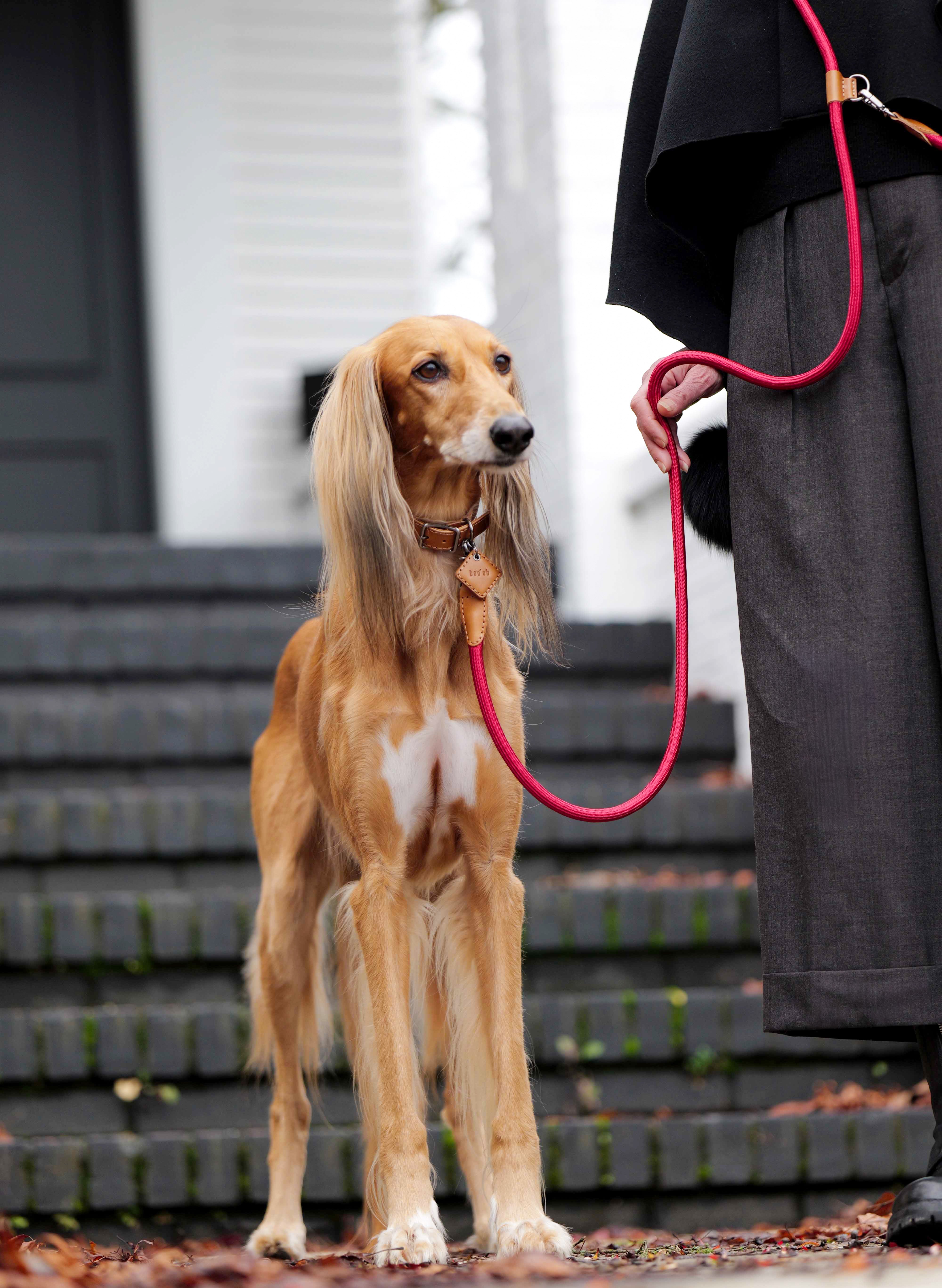 Hands-Free Dog Leash And Collar Set | Ray