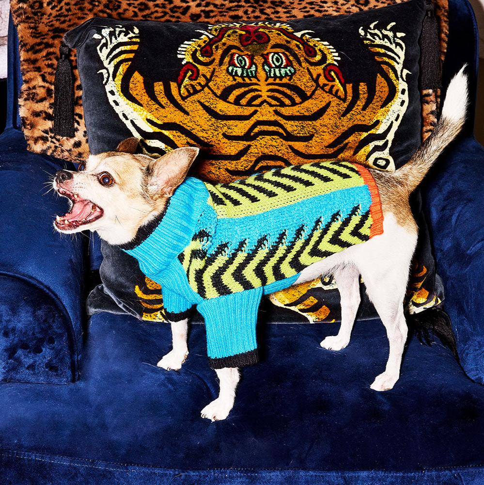 Small dog in the Lil Baddie sweater in Baddie Blue standing on a velvet sofa